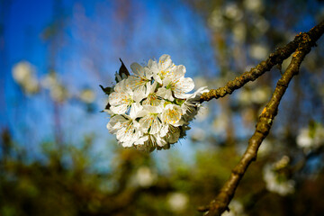 apple tree blossom © Karol
