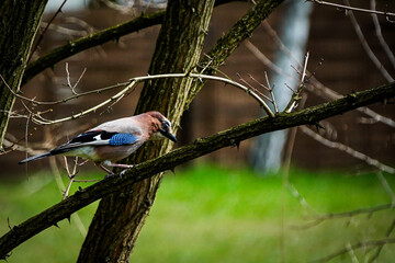 blue tit on a branch © Karol
