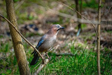lilac breasted roller colourfull bird on a branch © Karol