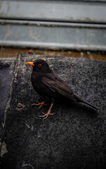 bird on a fence © Karol