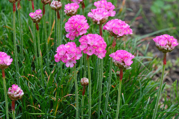Obraz premium Vibrant pink Armeria maritima flowers (sea thrift) blooming in the garden. Springtime floral background, close-up