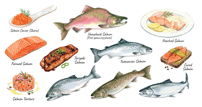 Vector illustration set of salmon and trout fish in different poses, salmon pieces. watercolor vector isolated on white background