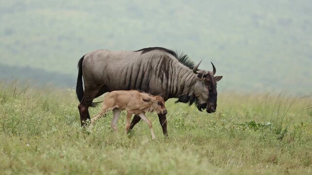 Adult wildebeest walking across the African savanna beside its young calf, moving through golden grasslands under natural sunlight during a peaceful wildlife journey.