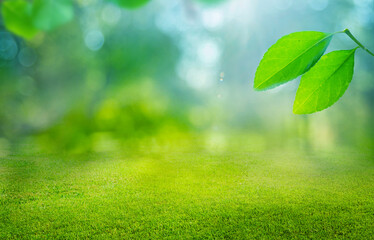 Obraz premium natural grass background with blurred bokeh and sun
