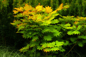 Fototapeta premium Japanischer Goldahorn (Acer shirasawanum)