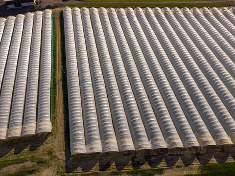 Aerial view of long rows of white polytunnels on a commercial farm with agricultural fields and dirt tracks Perth, Scotland, United Kingdom.