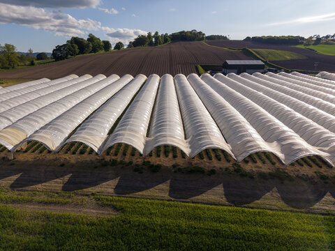 Aerial view of long rows of white polytunnels covering crops in a rural landscape with rolling hills and tilled fields under a bright sky in Perth, Scotland, United Kingdom.