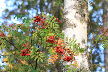 Rowan berries on branches in an autumn forest © алексей семиколенных