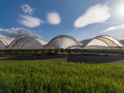 Aerial view of rows of agricultural polytunnels in a green field under a bright sky in Perth, Scotland, United Kingdom.