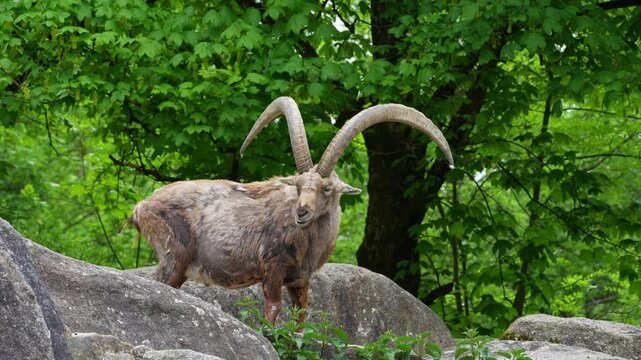 Alpine ibex, Capra ibex also known as the steinbock or bouquetin, is a species of wild goat that lives in the mountains of the European Alps.