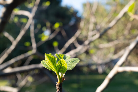 Young fig tree leaves and ripening figs on branches against blue sky, fresh green Ficus carica foliage in sunlight, Mediterranean garden nature background