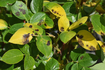 Obraz premium Rose leaves with symptoms of fungal disease. Black spot of rose, disease caused by Diplocarpon rosae fungus. Dense rose bush - disease spreads faster