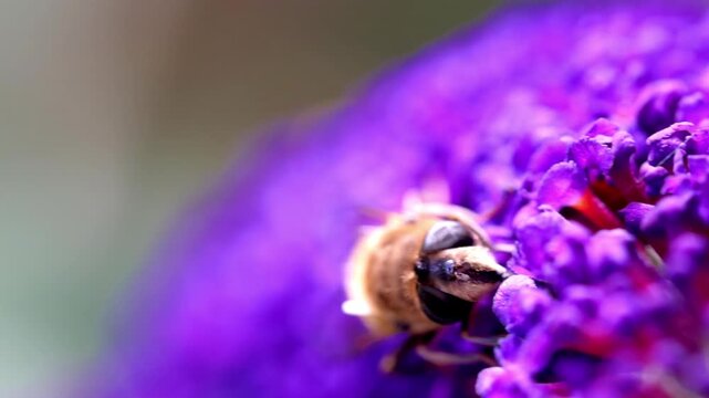 Macro video of a bee or hoverfly collecting nectar from a vibrant purple buddleia flower in a summer garden.