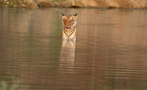 tiger in waterbody with reflection