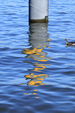 Duck Swimming in Blue Water with Yellow Reflection