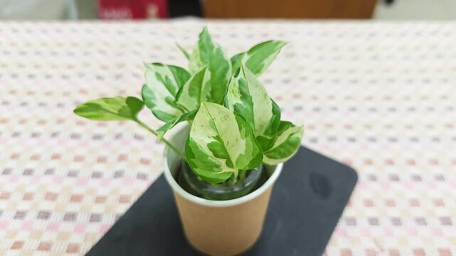 High angle view of a variegated pothos plant in a paper cup.