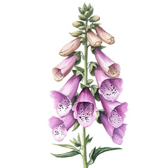 watercolor vector of Foxglove Flower , isolated on a white background. © zentrix