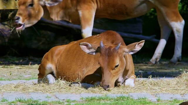 Banteng, Bos javanicus or Red Bull. It is a type of wild cattle But there are key characteristics that are different from cattle and bison: a white band bottom in both males and females.