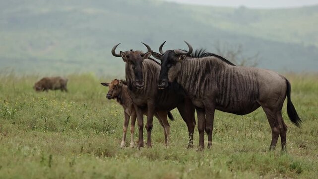 Small wildebeest family with a young calf standing together in the open African savanna, surrounded by dry grass and warm sunlight, capturing a peaceful wildlife moment in nature.