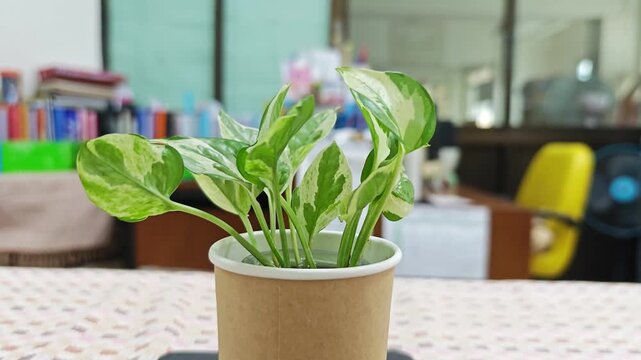 Small variegated pothos plant in a paper cup on desk.