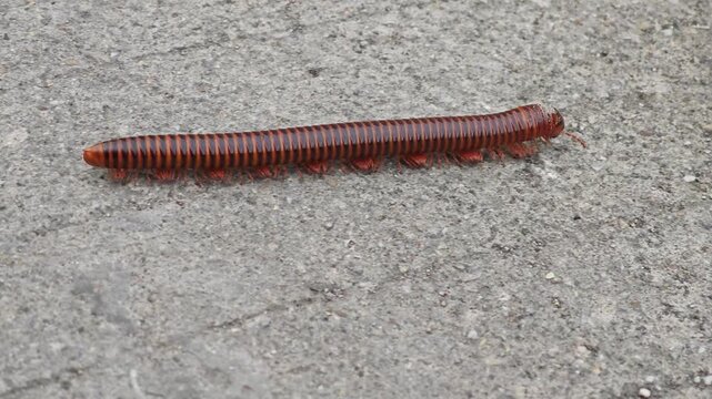 Close up of a giant millipede crawling on concrete ground.