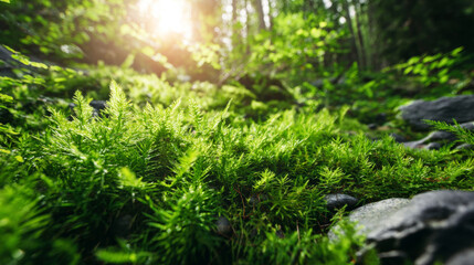 Fototapeta premium Lush green moss and small fern plants thriving on a forest floor, filtering sunlight illuminating the vibrant environment