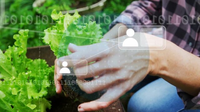 AR technology fading in and guiding gardener planting lettuce seedling into planter for home garden