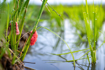 Bright pink cluster of golden apple snail eggs attached to a green rice stalk in a flooded paddy field, representing agricultural pests and lifecycle in tropical farming ecosystems. © Amin Rois