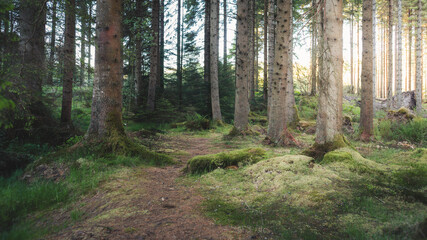 Last Light at the magical woodland of Bakethin Nature Reserve, Kielder Forest, Northumberland May 2026 © Neil_Benison_Photos