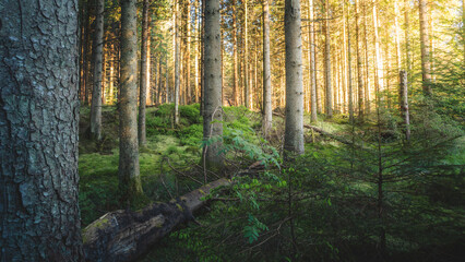 Last Light at the magical woodland of Bakethin Nature Reserve, Kielder Forest, Northumberland May 2026 © Neil_Benison_Photos