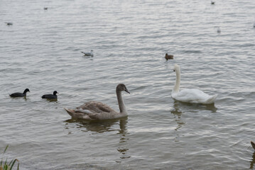 Fototapeta premium A white swan and a young brown cygnet swim together in a calm lake. Several ducks are also present in the water, creating a serene natural scene.