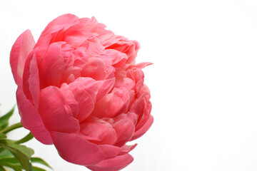 A beautiful coral peony in full bloom, close-up, against a white background. Peony variety Coral Charm. Copy space © Oksana