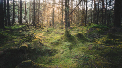 Last Light at the magical woodland of Bakethin Nature Reserve, Kielder Forest, Northumberland May 2026 © Neil_Benison_Photos