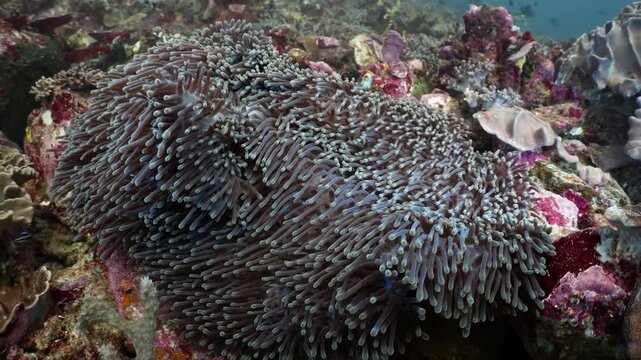 Underwater footage showcasing a large carpet anemone gently moving with the current, surrounded by small reef fish in a healthy tropical coral reef ecosystem