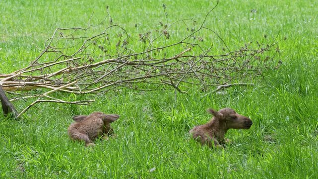 Baby of moose or elk, Alces alces is the largest extant species in the deer family. Moose are distinguished by the broad, flat, or palmate antlers of the males.