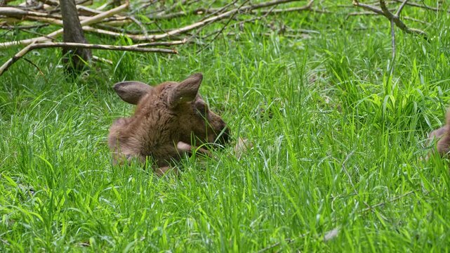 Baby of moose or elk, Alces alces is the largest extant species in the deer family. Moose are distinguished by the broad, flat, or palmate antlers of the males.