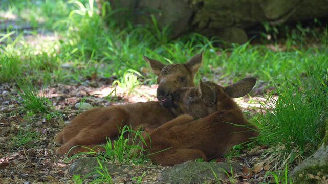 Baby of moose or elk, Alces alces is the largest extant species in the deer family. Moose are distinguished by the broad, flat, or palmate antlers of the males.