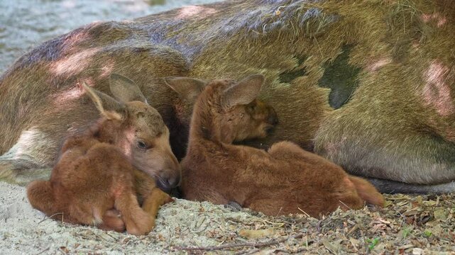 Baby of moose or elk, Alces alces is the largest extant species in the deer family. Moose are distinguished by the broad, flat, or palmate antlers of the males.