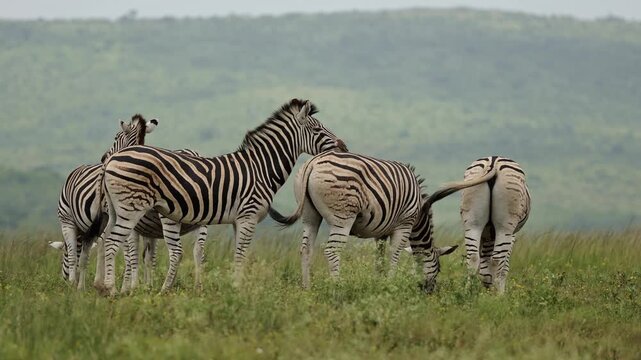 Tender moment between zebras in the African savanna as members of the herd rest their heads gently on each other&rsquo;s backs, showing social bonding and peaceful interaction in natural wildlife habitat