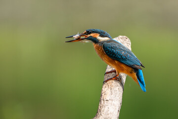 Fototapeta premium Kingfisher.