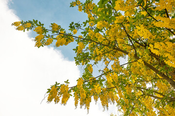 Obraz premium Laburnum branches with cascading yellow flower clusters and green foliage on a blue sky and white clouds, suitable for spring themes, garden design, nature blogs, cards, and botanical backgrounds