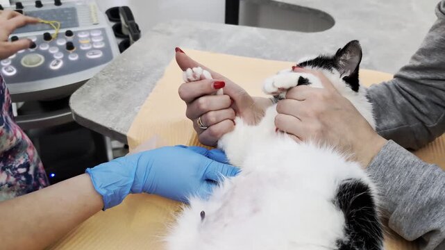 Veterinary professional performs abdominal ultrasound on domestic cat at animal hospital. Pet owner gently holds feline patient, providing comfort during medical procedure. Focus on animal healthcare 