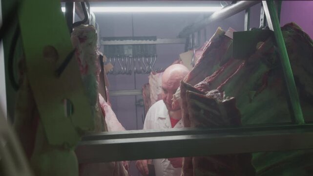 Production control man supervisor inspects, controls beef, production line of raw meat factory in industrial cold room storage refrigerator. Quality control. Male inspector checks freshness of meat
