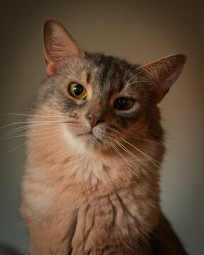 Katze