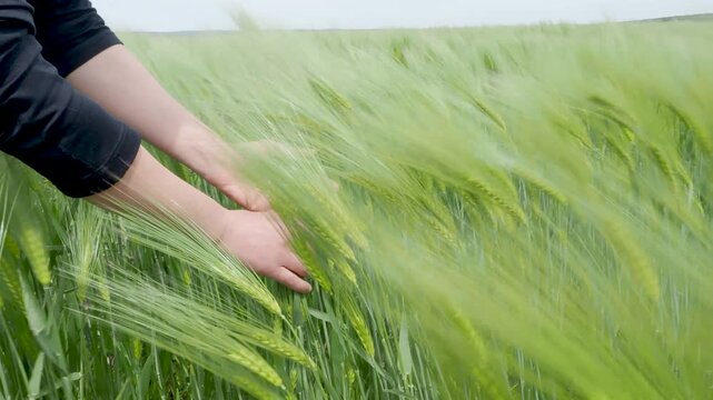 Two hands holding bundle of green wheat in windy agricultural field