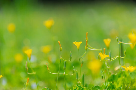 Small yellow wood sorrel flowers blooming in a green field with soft spring sunlight and beautiful bokeh background   