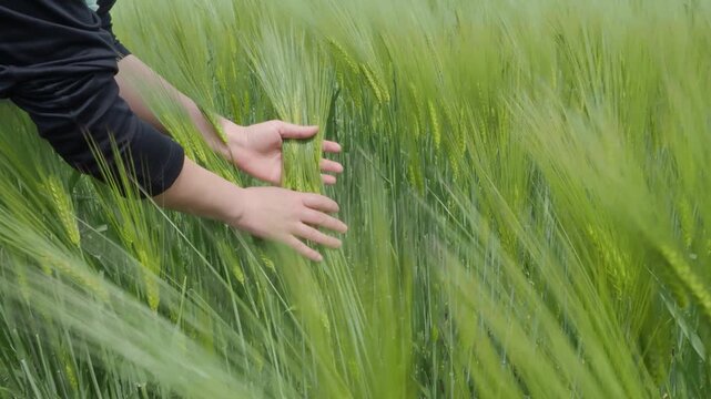 Two hands holding bundle of green wheat in windy agricultural field