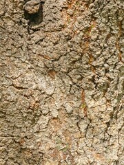 Fototapeta premium Textured bark of Tipuana tipu ornamental tree in urban landscape
