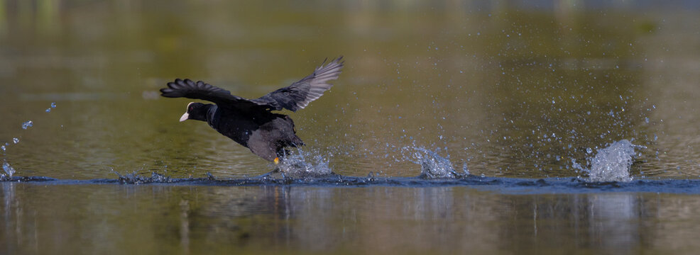 Eurasian coot - adult bird in spring