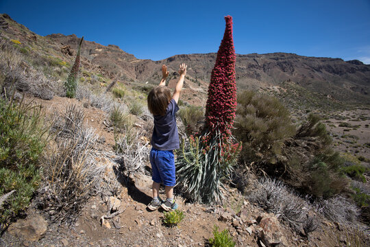 Child reaching to the giant tajinaste flower